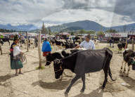 Saturday Livestock Market, Otavalo, Imbabura Province, Ecuador
