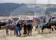 Saturday Livestock Market, Otavalo, Imbabura Province, Ecuador