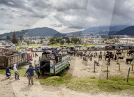 Saturday Livestock Market, Otavalo, Imbabura Province, Ecuador