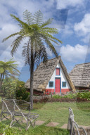 Traditional house under a palm tree. Santana, Madeira region, Portugal.