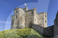 Spring flowering Daffodils on the embankment of Warkworth Castle, Warkworth, Morpeth, Northumberland