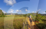 Tourists on a horse tour in Vinales National Park, UNESCO, Pinar del Rio Province, Cuba, West Indies, Caribbean