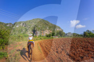 Tourists on a horse tour in Vinales National Park, UNESCO, Pinar del Rio Province, Cuba, West Indies, Caribbean
