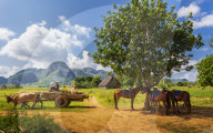 Farmer with oxcart carriage in Vinales, UNESCO, Pinar del Rio Province, Cuba, West Indies, Caribbean, Central America