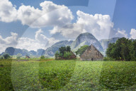 Tobacco field in Vinales National Park, UNESCO, Pinar del Rio Province, Cuba, West Indies, Caribbean