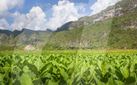 Tobacco field in Vinales National Park, UNESCO, Pinar del Rio Province, Cuba, West Indies, Caribbean