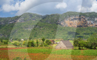 Tobacco field in Vinales National Park, UNESCO, Pinar del Rio Province, Cuba, West Indies, Caribbean