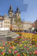 Staromestske namesti (Old Town Square) and Our Lady before Tyn Church in spring, Prague, Bohemia, Czech Republic, Europe