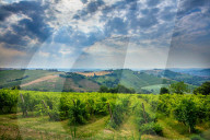 Vigneto Utopia, Poggio San Marcello, Jesi (AN), Marche, Italy