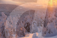 Brocken mountain in winter at sunset. Pines covered with snow