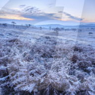 Heavy frost on bracken and a slight mist on the heathland of Woodbury Common, near Exmouth, Devon, UK