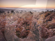 Looking over bracken towards distant mist on the heathland of Woodbury Common, near Exmouth, Devon, UK