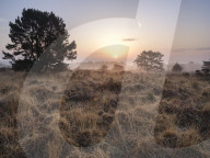 A misty sunrise across the heathland of Woodbury Common, near Exmouth, Devon, UK