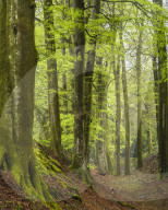 First leaves on these fine Beech trees at Woodbury Castle, near Exmouth, Devon, UK.