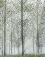 Thick fog amongst a tree plantation with fresh spring leaves at Clyst St Mary, Devon, UK
