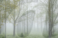 Thick fog amongst a tree plantation with fresh spring leaves at Clyst St Mary, Devon, UK