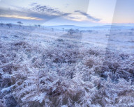 Heavy frost on bracken and a slight mist on the heathland of Woodbury Common, near Exmouth, Devon, UK