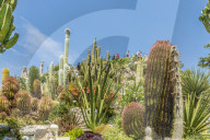 The Cactus garden in the Exotic Garden of Eze, Eze, Alpes Maritimes, Provence Alpes, Cote D'Azur, French Riviera, France, Europe