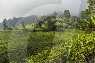 A tea plantation in Cameron Highlands, Pahang, Malaysia, Southeast Asia, Asia