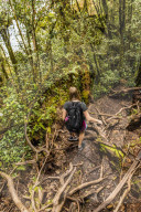 The Mossy Forest, Gunung Brinchang, Cameron Highlands, Pahang, Malaysia, Southeast Asia, Asia