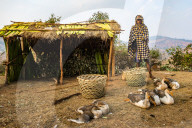 Man selling geese near Ranomafana, Haute Matsiatra Region, Madagascar