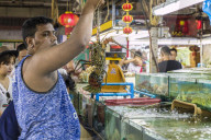 Live seafood for sale at the indoor Banzaan food market in Patong, Phuket, Thailand, Southeast Asia, Asia.