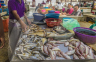 Fish stall in Campbell Street Market within George Town UNESCO World Heritage site in, Penang, Malaysia, Southeast Asia, Asia.