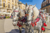 Horse drawn carriage in the main square, Rynek GÅ‚Ã³wny, in the medieval old town, UNESCO World site, in Krakow, Poland, Europe.