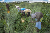 Bean harvest in Machakos, Kenya.