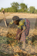 Women's cooperative member digging a field in Karsome, Togo.