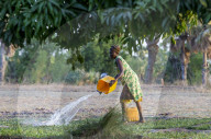 Member of a women's cooperative watering a field in Karsome, Togo.