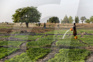 Togolese woman watering a field in Karsome, Togo.