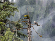 Adult bald eagle, Haliaeetus leucocephalus, Misty Fjords National Monument, Southeast Alaska, USA.