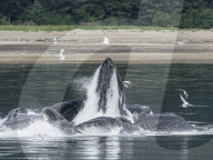 Humpback whales, Megaptera novaeangliae, cooperatively bubble-net feeding in Chatham Strait, Alaska, USA.
