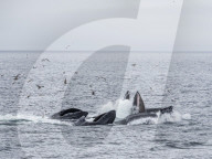 Humpback whales, Megaptera novaeangliae, cooperatively bubble-net feeding in Chatham Strait, Alaska, USA.