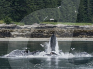 Humpback whales, Megaptera novaeangliae, cooperatively bubble-net feeding in Chatham Strait, Alaska, USA.