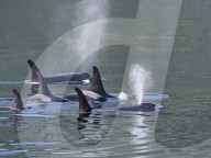 Resident killer whale pod, Orcinus orca, surfacing in Chatham Strait, Southeast Alaska, USA.