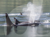 Resident killer whale pod, Orcinus orca, surfacing in Chatham Strait, Southeast Alaska, USA.