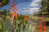 View of exotic flowers in the Botanical Gardens, Funchal, Madeira, Portugal, Europe