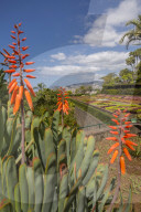 View of exotic flowers in the Botanical Gardens, Funchal, Madeira, Portugal, Europe