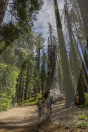 View of Giant Sequoias tree in Tuolumne Grove Trail, Yosemite National Park, UNESCO World Heritage Site, California, USA, North America