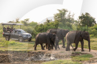 Tourists in a 4x4 watching a group of Asian elephants in Udawalawe National Park, Sri Lanka