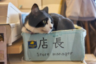 Cat sitting in a box in a Japanese cat cafe.