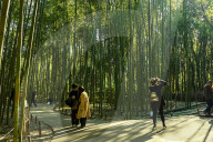 Sagano Bamboo Forest in Arashiyama, Kyoto.
