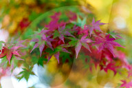 Japanese maple tree changing colours in autumn at Eikando temple in Kyoto.