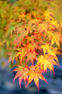 Japanese maple tree changing colours in autumn at Eikando temple in Kyoto.