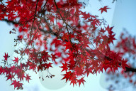 Red Japanese maple tree in autumn.