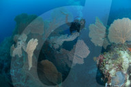 Gogonian diving on Atam Reef. Nosy Be.
