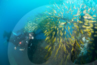 Diver swimming amongst the schooling fish on a ship wreck in Nosy Be.