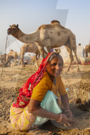 India, Rajasthan., Pushkar, Pushkar Camel Fair, Woman collecting camel droppings to use as fuel